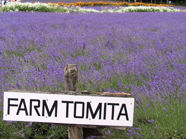 薰衣草與富良野 Farm Tomita